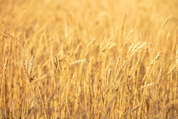 Wheat field on a sunny day. Grain farming, ears of wheat close-up. Agriculture, growing food products.