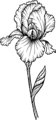 Linear iris flower. Hand drawn illustration. This art is perfect for invitation cards, spring and summer decor, greeting cards, posters, scrapbooking, print, etc.