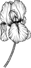 Linear iris flower. Hand drawn illustration. This art is perfect for invitation cards, spring and summer decor, greeting cards, posters, scrapbooking, print, etc. © Виктория Дербаба
