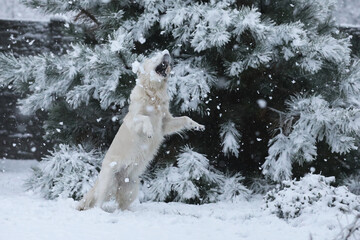 Cute golden retriever running and playing in the snow