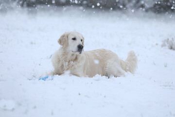 Cute golden retriever running and playing in the snow