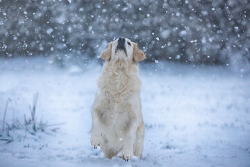 Cute golden retriever running and playing in the snow