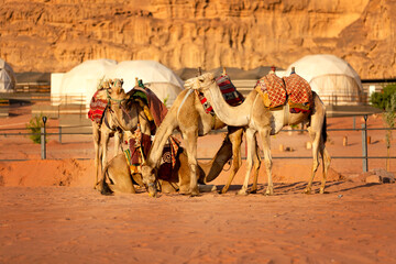 Jordan, camels caravan rests in majestic Wadi Rum desert, Valley of the Moon. Landscape with sandstone mountain rock