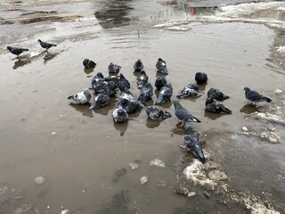 Голуби купаются в луже стаявшего грязного снега