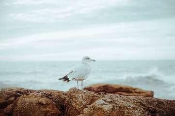seagull on the beach