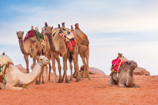 Kamelkarawane Bilder – Durchsuchen 23,780 Archivfotos, Vektorgrafiken ...