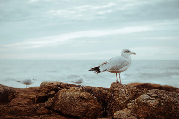 seagull on a rock