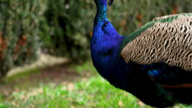 Elegant male peacock eating on green lawn grass while walking in European city close-up