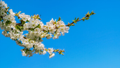 Cherry tree blossom - 556423580