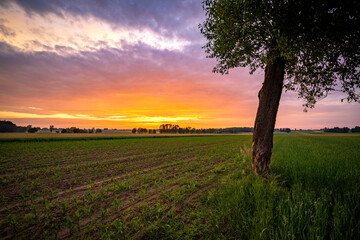 Beautiful sunset over the fields and lonely tree