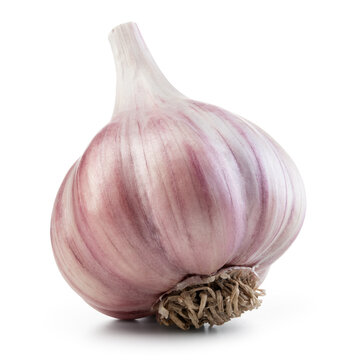 Garlic bulb isolated. Garlic bulb on white background. Unpeeled garlic bulb with clipping path. Full depth of field.