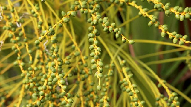 Young small green date palm fruits on a branch tropical tree closeup