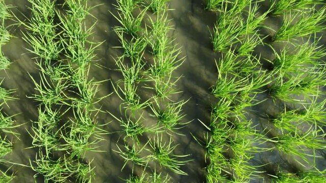 Flying over the green rice fields of Aceh Province, Indonesia.