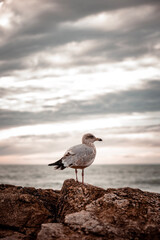 seagull on the beach