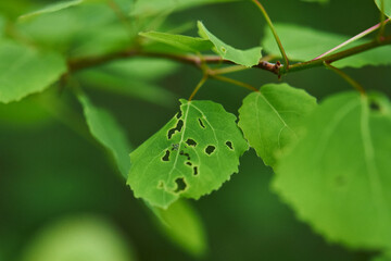 a thin branch with tender leaves, eaten by a caterpillar. tender greenery on a branch. beautiful natural background