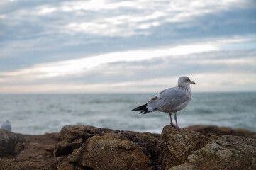 seagull on the beach