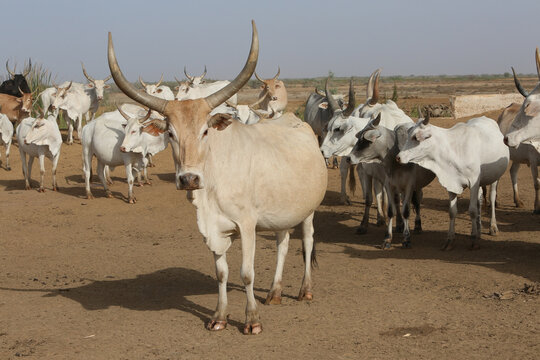 Zebu cow grazes on field in Senegal, Africa. Zebu (Bos indicus or Bos taurus indicus) - indicine cattle or humped cattle (fatty hump). Farm in Senegal. Livestock in Africa. African domestic animal