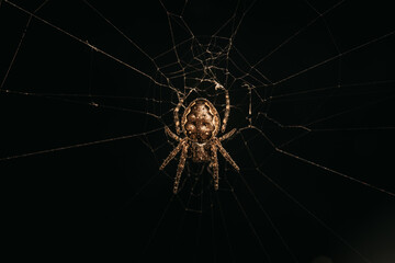 Nahaufnahme einer Spinne im Netz mit schwarzen Hintergrund
