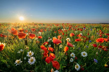 Fotobehang Klaprozen Summer morning over field of wild flowers  © Piotr Krzeslak