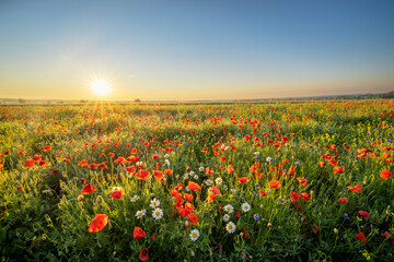 Summer morning over field of wild flowers