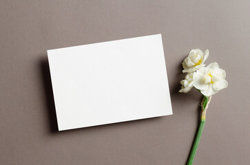 Invitation or greeting card mockup with spring daffodils flowers