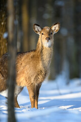 Naklejka na ściany i meble Female red deer on a snowy forest. Wildlife landscape with animal