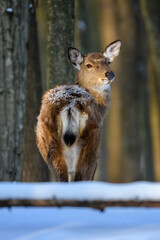 Female red deer on a snowy forest. Wildlife landscape with animal