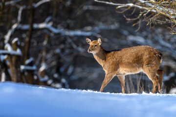 Female red deer on a snowy forest. Wildlife landscape with animal