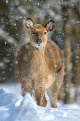 Female red deer on a snowy forest. Wildlife landscape with animal