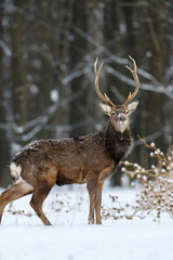 Naklejka na ściany i meble One adult red deer with big beautiful antlers on a snowy forest