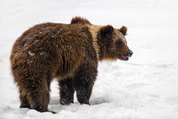 Close-up brown bear in winter forest. Danger animal in nature habitat. Wildlife scene