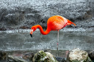 Foto op Plexiglas Flamant rouge ou flamant de Cuba - Phoenicopterus ruber - Red Flamingo or Cuba flamingo (Zooparc de Beauval, France) © JMP de Nieuwburgh