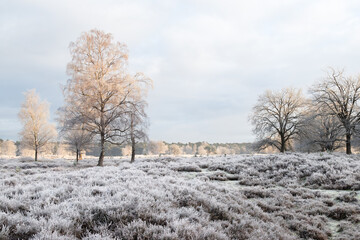 Winter natural landscape with white birch trees and frozen heather plants.