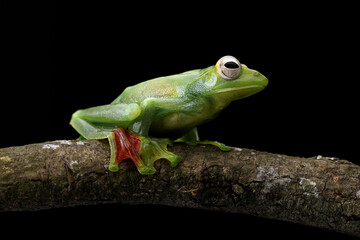 Side view of Jade Tree Frog (Rhacophorus dulitensis) on tree branch. Indonesian tree frog.