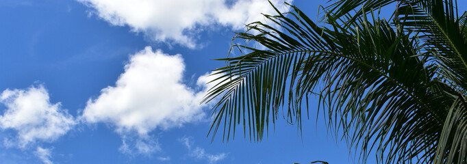 Beautiful palm trees at the white sand beach on the paradise islands