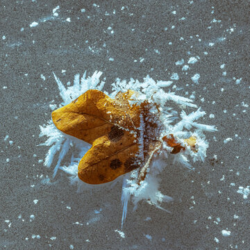 Eisblatt