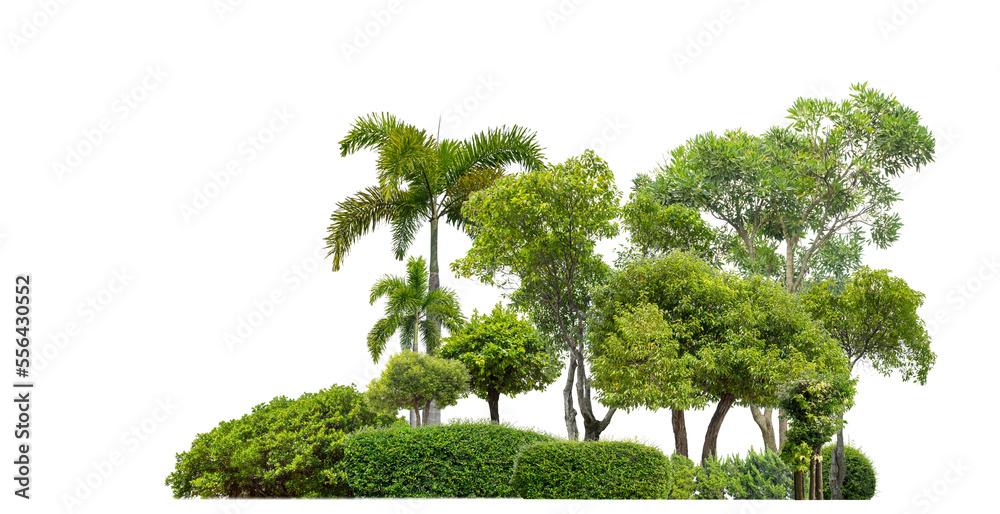 Poster colorful shrubs, ornamental plants, gardens or parks. isolated on transparent background with clippi