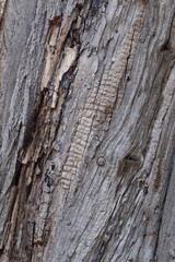 wood tree background textures, patterns, vintage