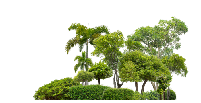 Colorful shrubs, ornamental plants, gardens or parks. isolated on transparent background with clipping path and alpha channel on black background