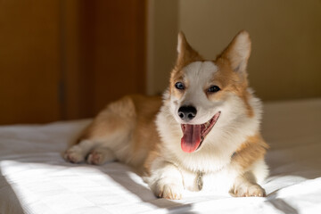 Corgi dog sly is resting on the bed in the sun from the window.