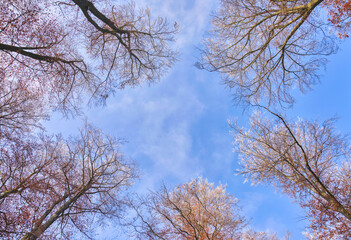 Look up in the winter forest beech tree top