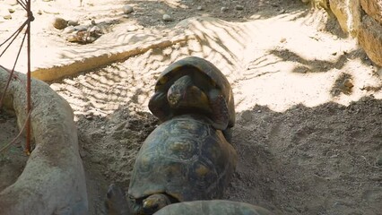 Cute Tortoise Climbing Up Over Another One On Sandy Beach , Leaf Reflection On Ground