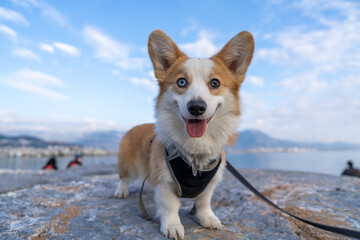 Corygi dog on the sea. On the rocky shore.