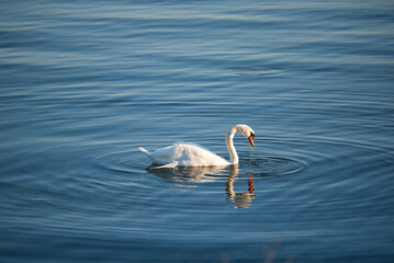 swan on the water