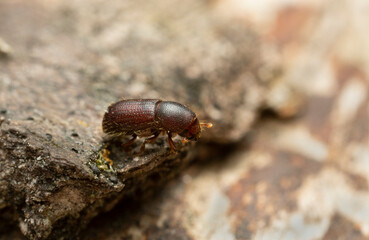 Bark beetle, extreme close-up with high magnification