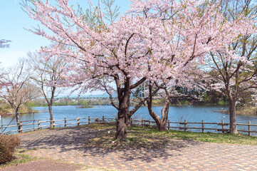 Fototapeta na wymiar 日本の春　桜満開