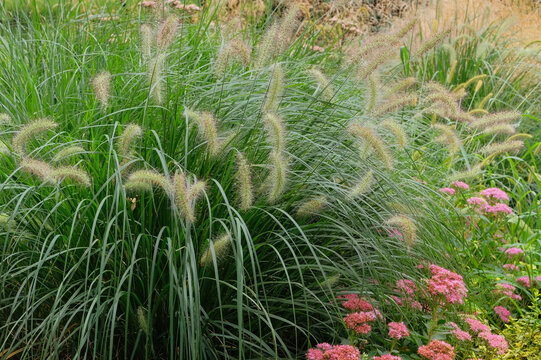 Miscanthus in gardening garden. Plants in park. Natural blooming background.