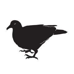 Dove vector animal black silhouette.