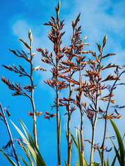 Mountain Flax (Wharariki Phormium cookianum) flowers. Close up view.