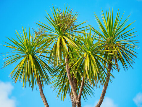 Cabbage tree (Cordyline australis) with blue sky background